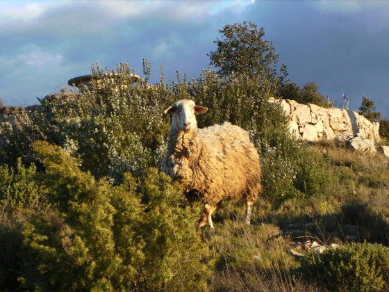 "Lost sheep on mountain. Photo by Victor M. Vicente Selvas. Public domain, via Wikimedia Commons"